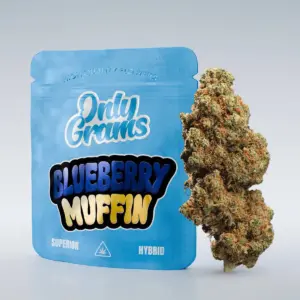 Blueberry Muffin